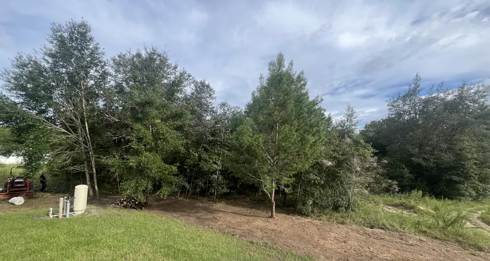 The same yard edge with the underbrush cleared to bare ground and cut wood stacked