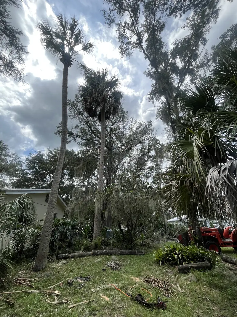 The same yard with the leaning tree down and cut into logs, climbing gear and ropes on the grass