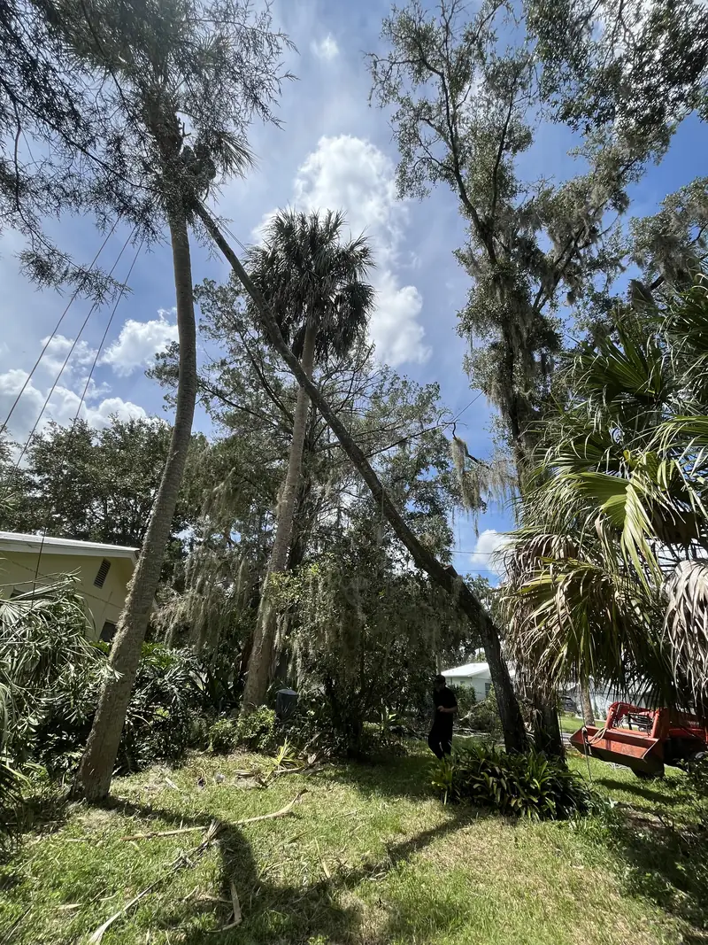 A climber up a palm rigging a leaning tree with ropes among sabal palms, a crew member below and an orange tractor nearby