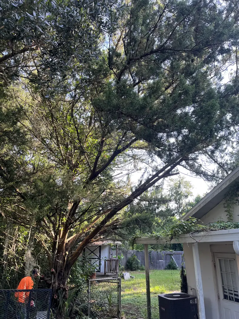 Crew member in an orange shirt cutting back a cedar tree whose limbs hang over a house roof